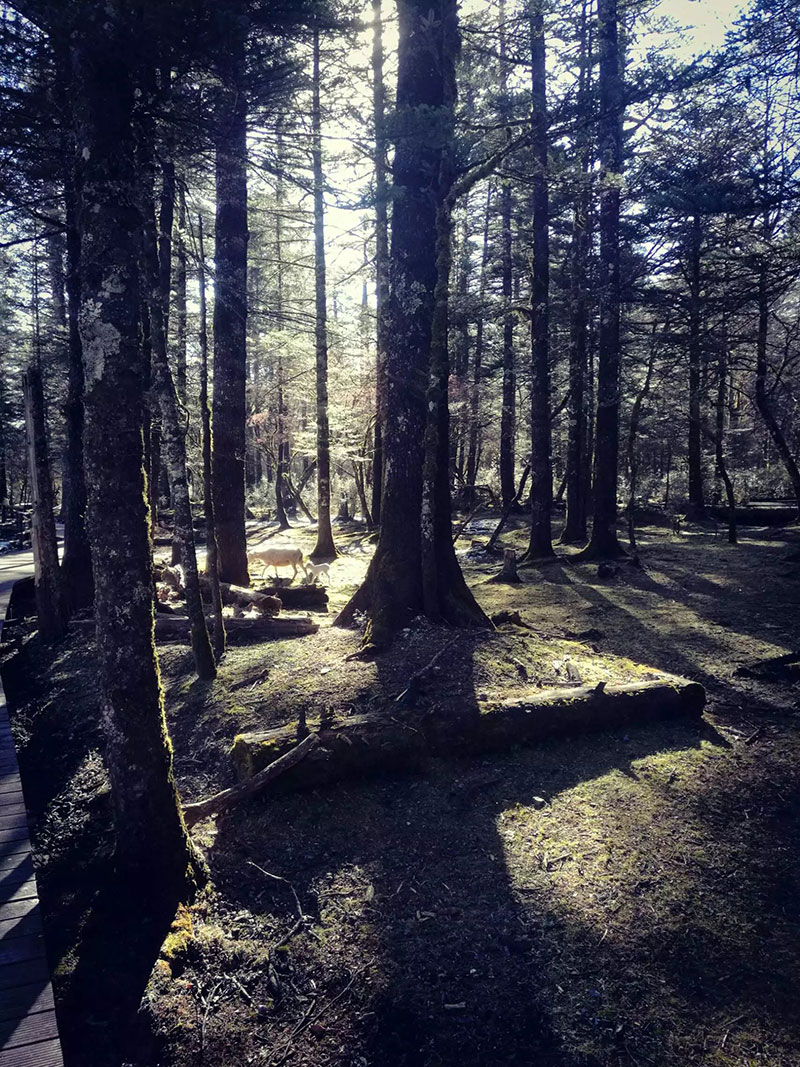 佰福国际